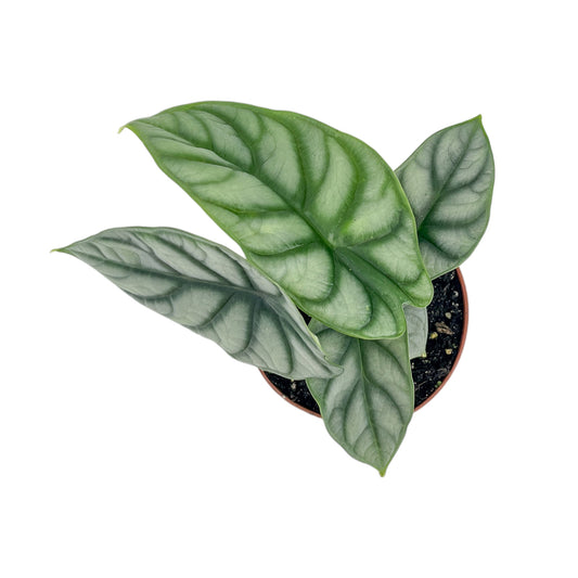 Alocasia 12cm Silver Dragon