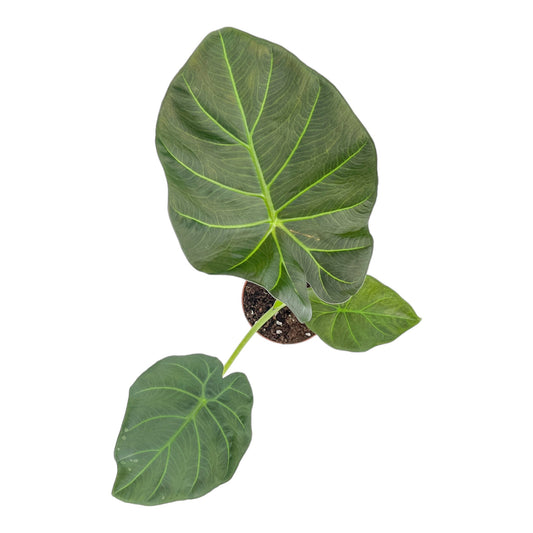 Alocasia 12cm Regal Shield