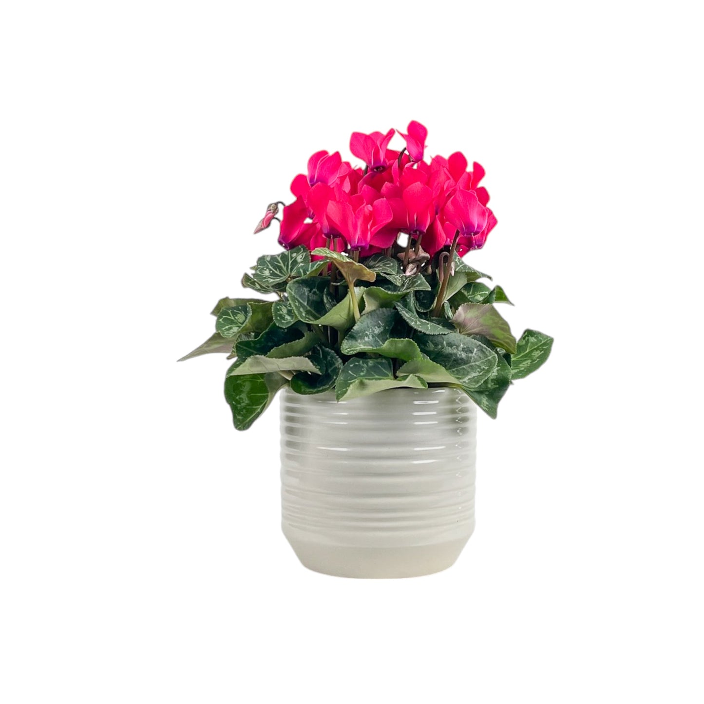 Cyclamen 10.5cm Mix in Oxford Ceramic