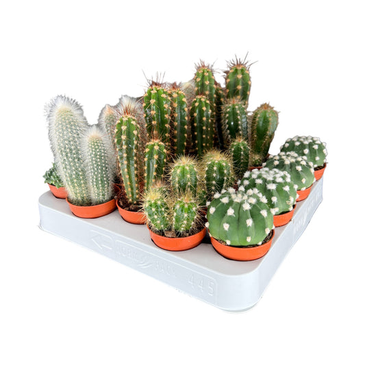Cacti 5.5cm Cereus & Bolcactus Mix