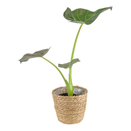 Alocasia 12cm Regal Shield in Basket