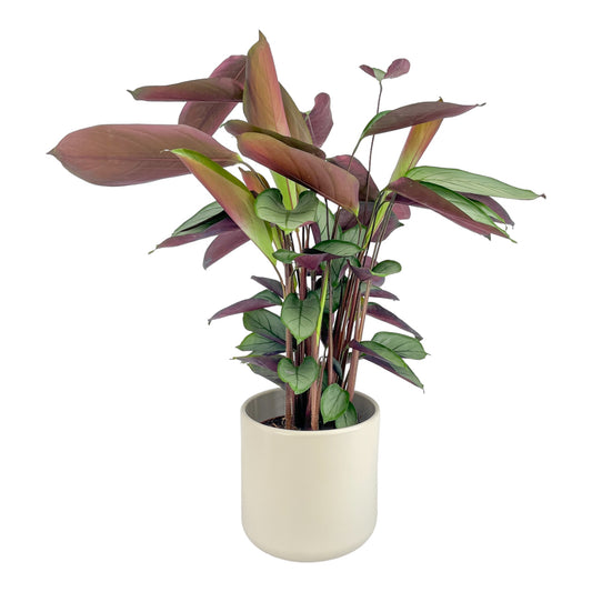 Calathea 17cm Setosa in Cambridge Ceramic