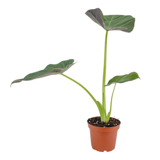 Alocasia 12cm Regal Shield