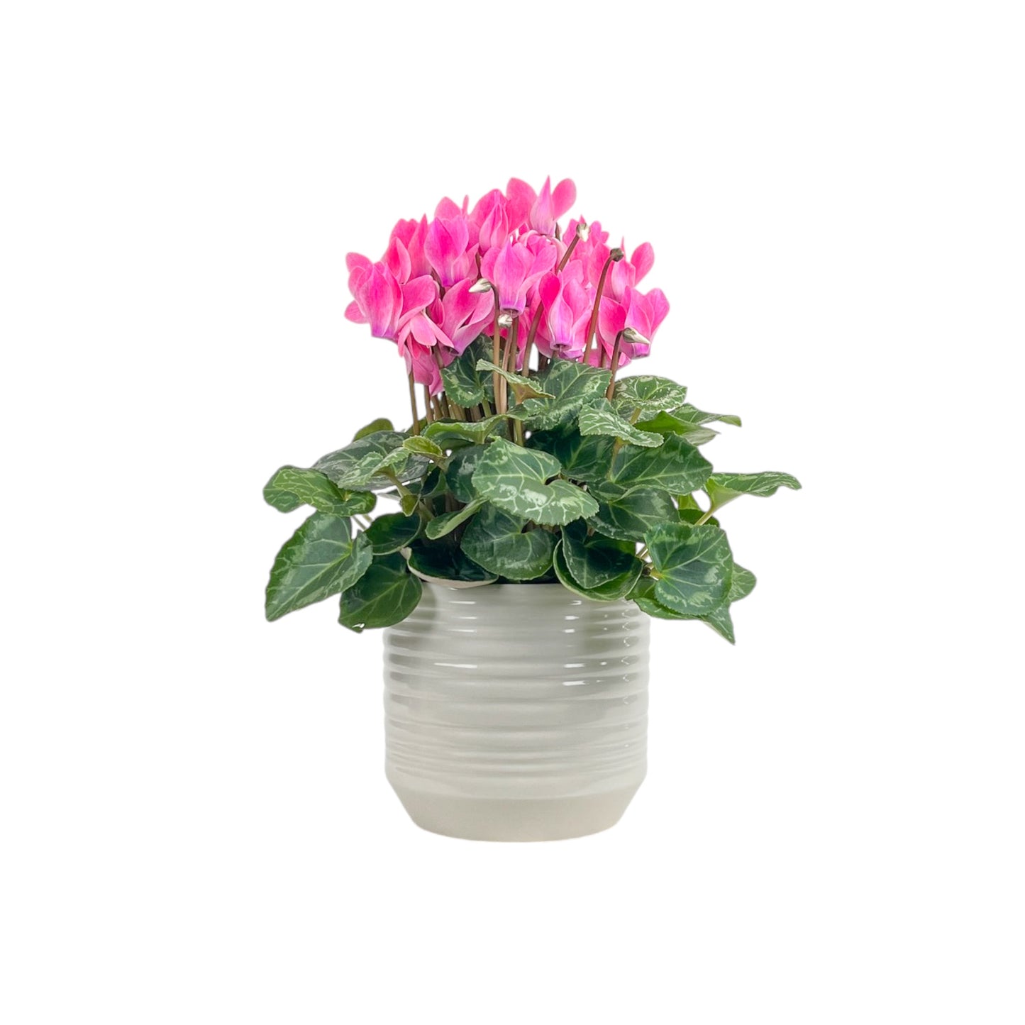 Cyclamen 10.5cm Mix in Oxford Ceramic