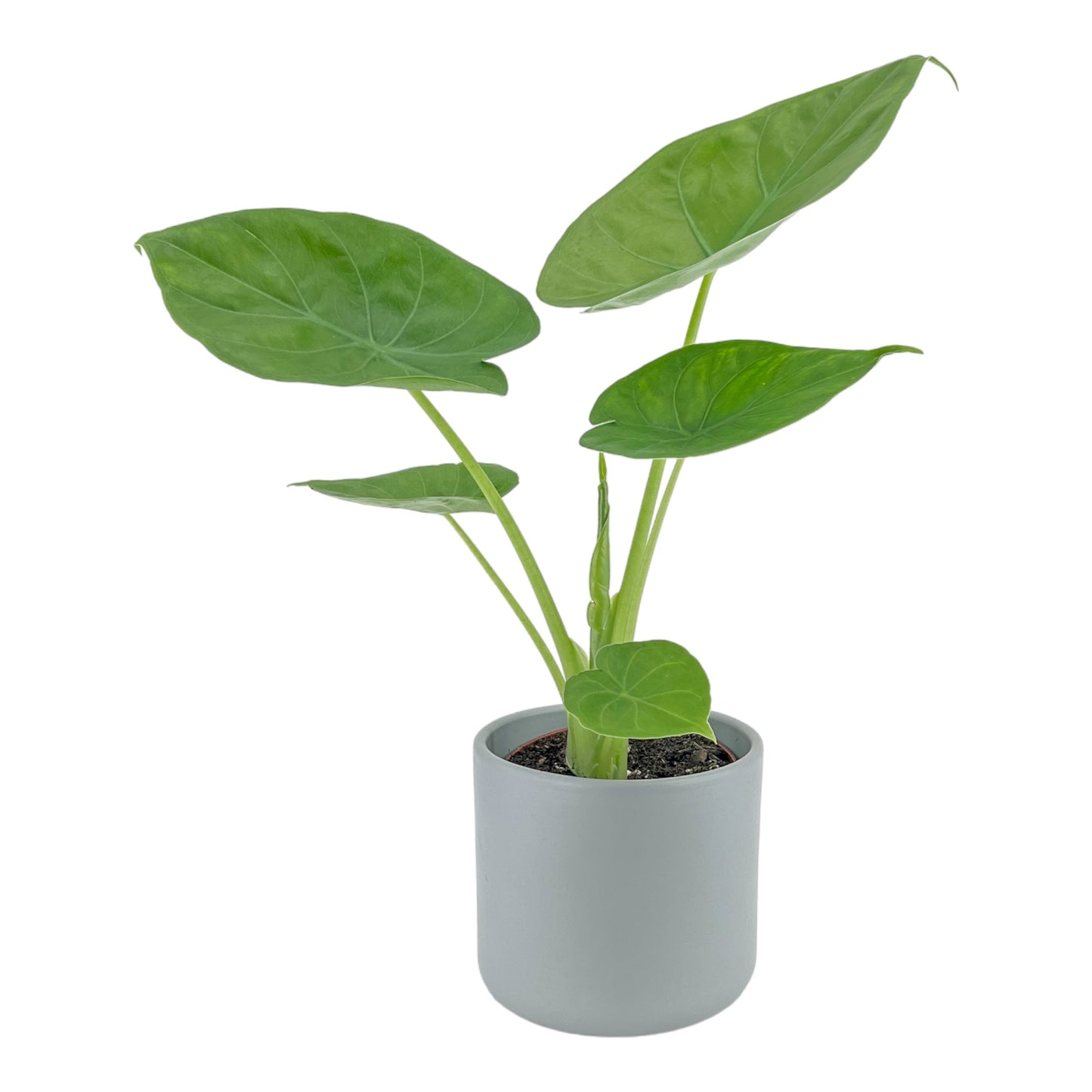 Alocasia 12cm Green Wentii in Cambridge Ceramic