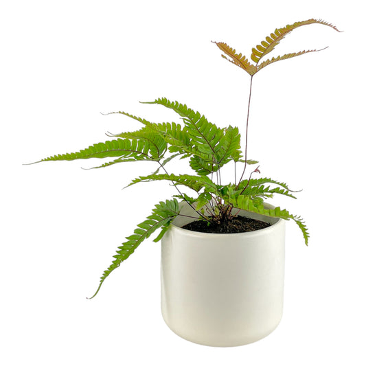 Fern 12cm Pteris Tricolour in Cambridge Ceramic