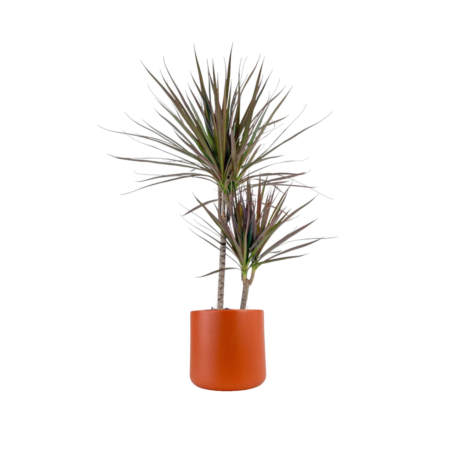 Dracaena 17cm Marginata in Cambridge Ceramic