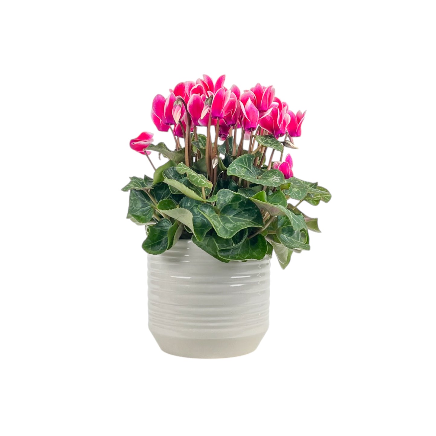 Cyclamen 10.5cm Mix in Oxford Ceramic