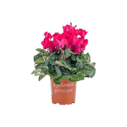 Cyclamen 10.5cm Seasonal Mix