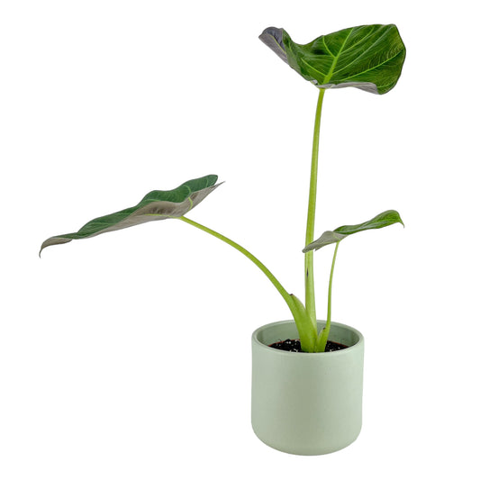 Alocasia 12cm Regal Shield in Cambridge Ceramic