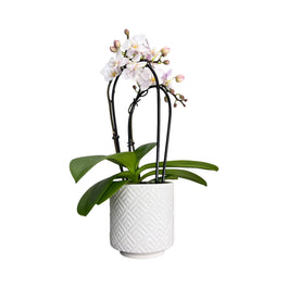 Cascade Orchid 9 cm-Mixed Colour in Ceramic - Orchid The Horti House