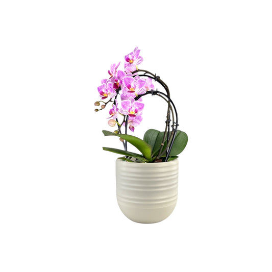 Phalaenopsis 9cm Cascade Mixed in Hampshire Ceramic