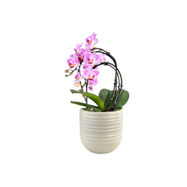 Phalaenopsis 9cm Cascade Mixed in Hampshire Ceramic