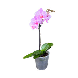 Phalaenopsis 9cm Single Stem Mixed Colours