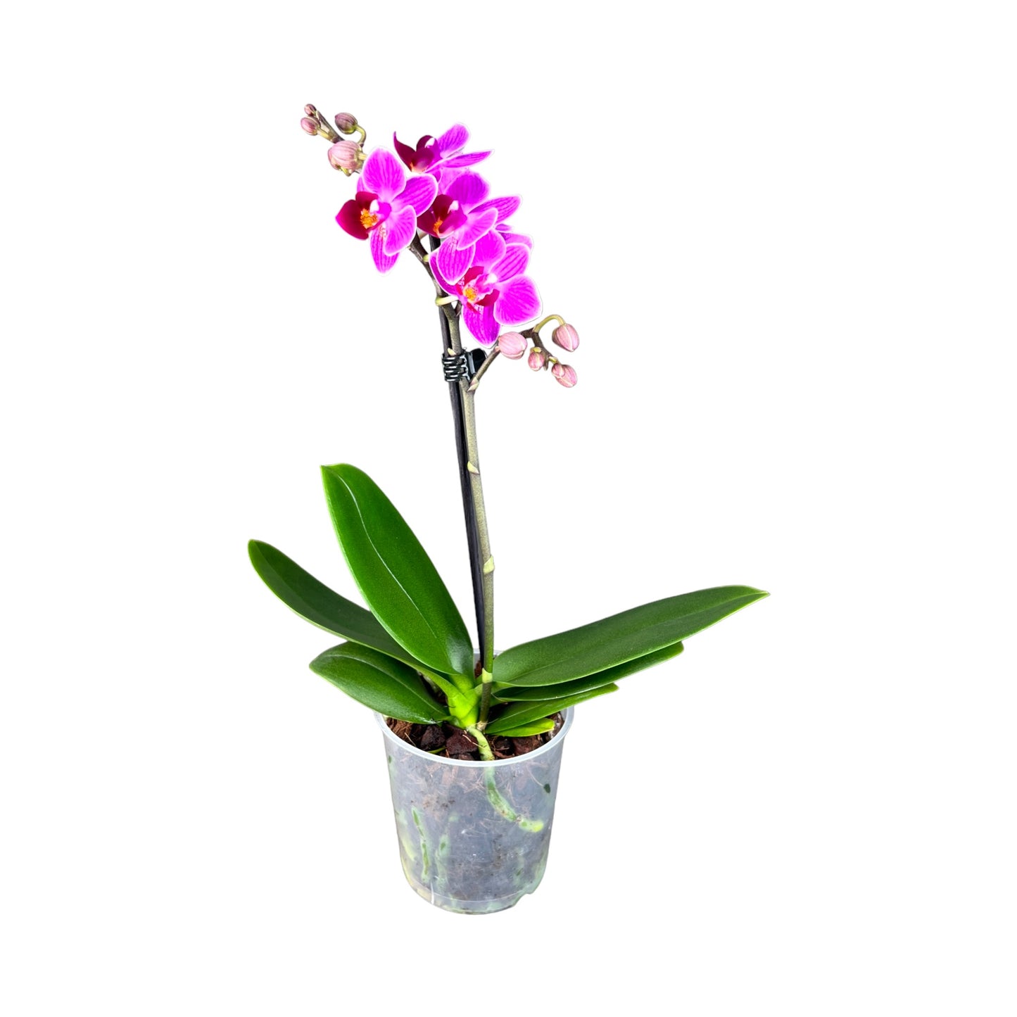 Phalaenopsis 9cm Single Stem Mixed Colours