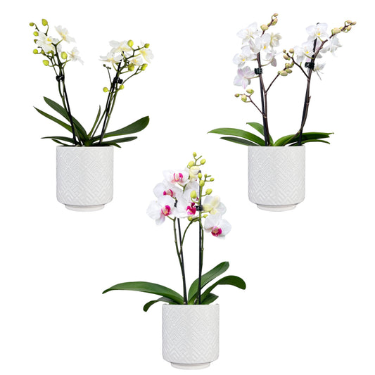 Phalaenopsis 9cm Twin Stem White in Oxford Ceramic