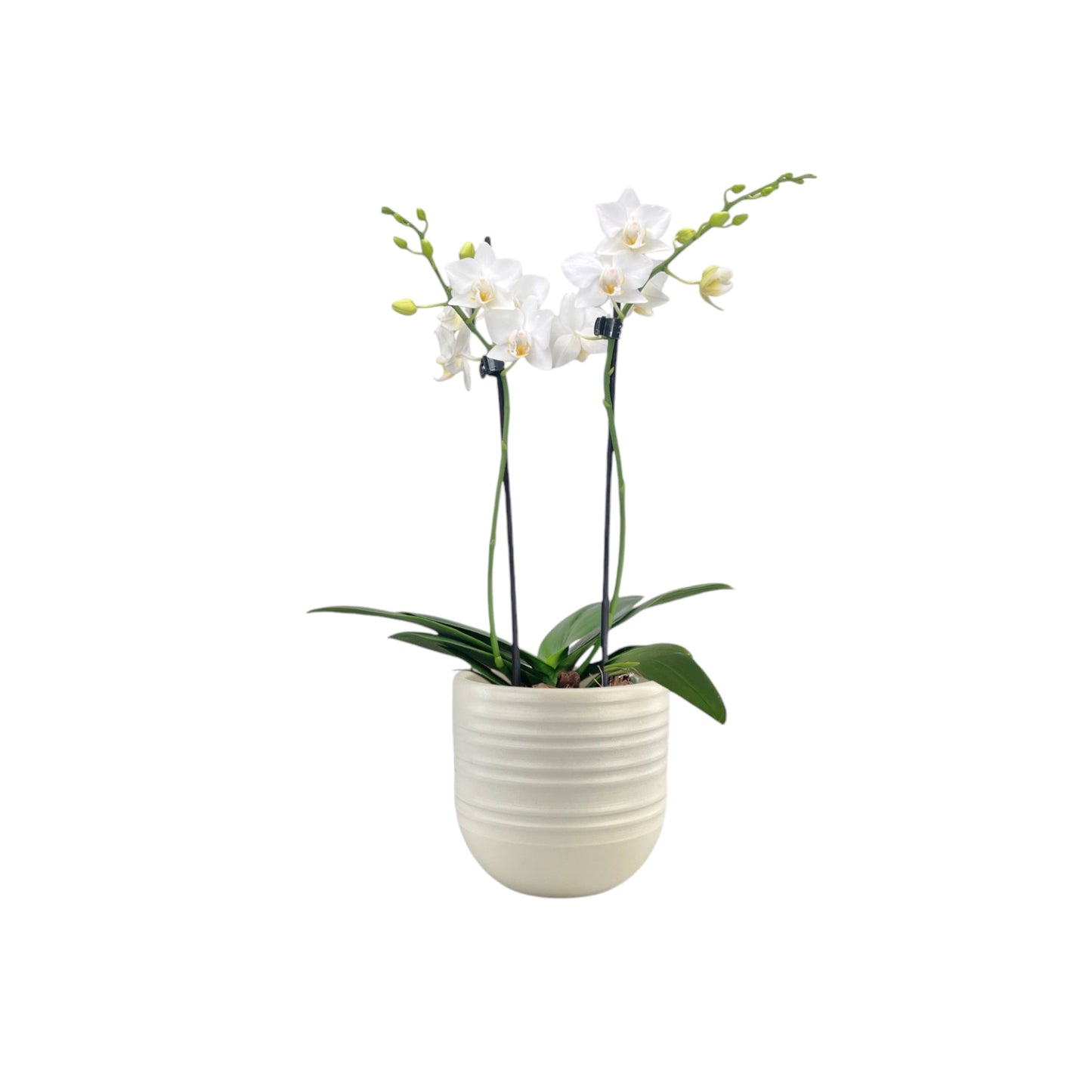 Phalaenopsis 9cm Twin Stem White in Hampshire Ceramic