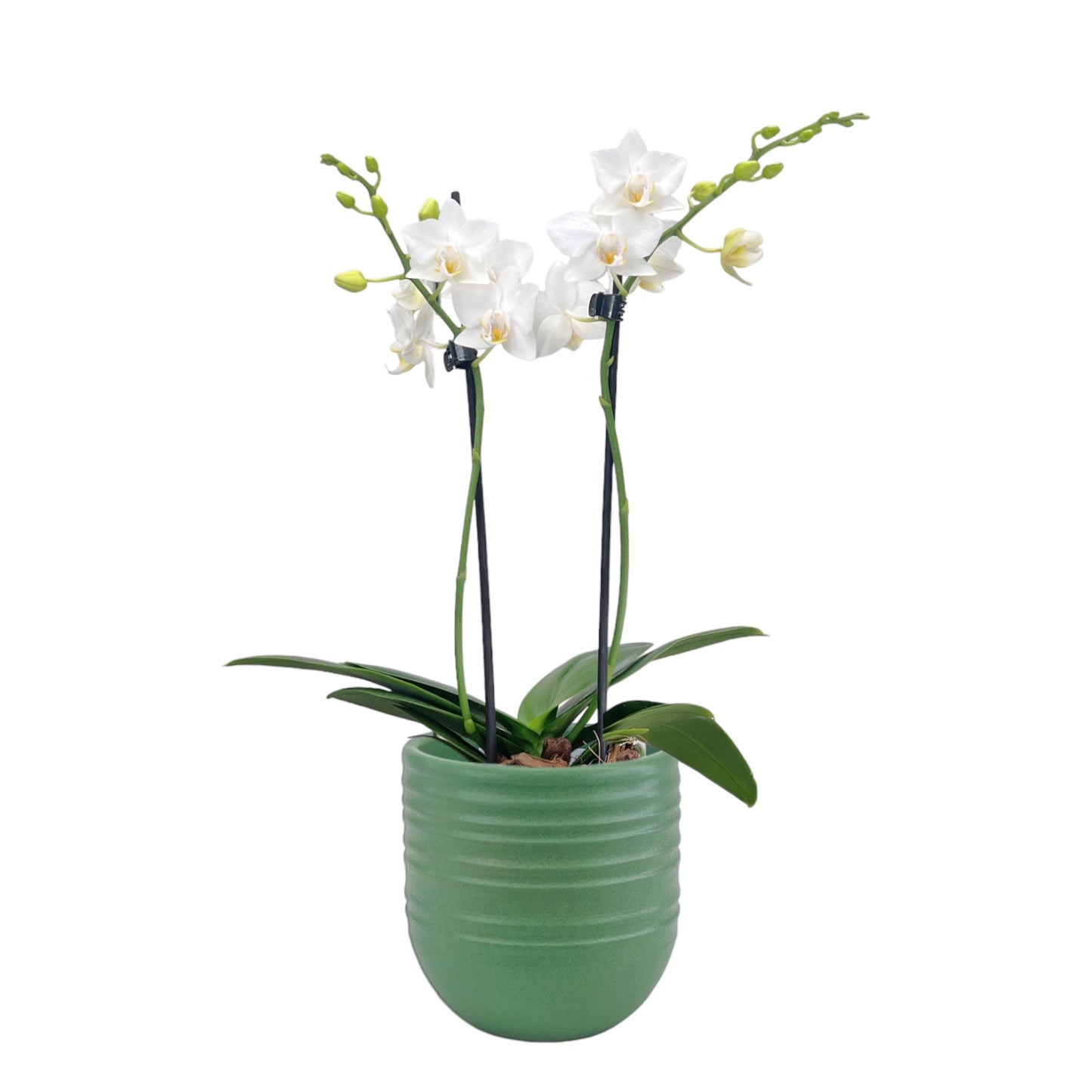 Phalaenopsis 9cm Twin Stem White in Hampshire Ceramic