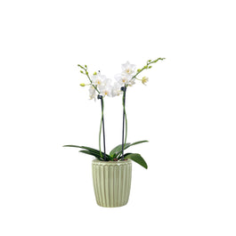 Phalaenopsis 9cm Twin Stem Mix In Windsor Ceramic