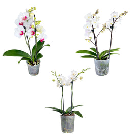 Phalaenopsis 9cm Twin Stem White