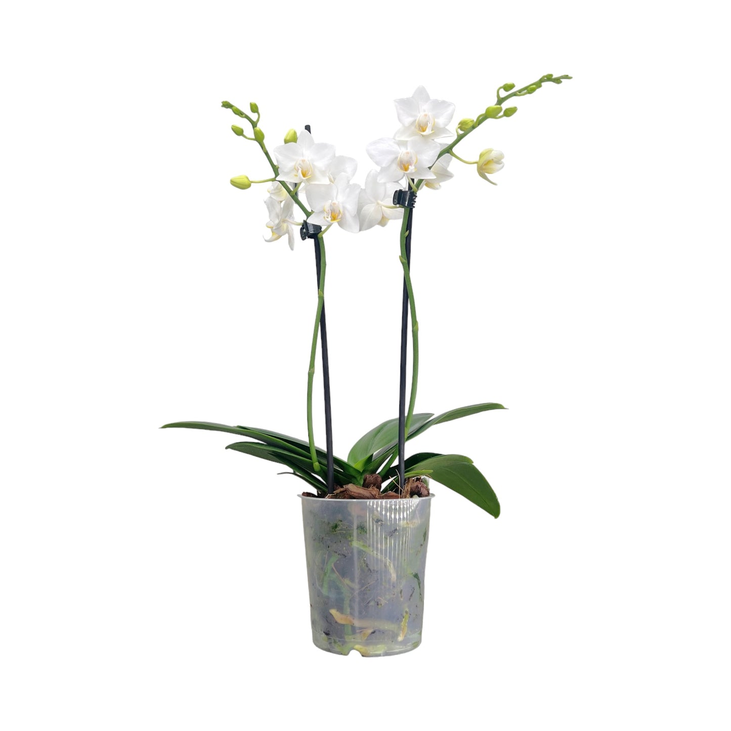 Phalaenopsis 9cm Twin Stem White