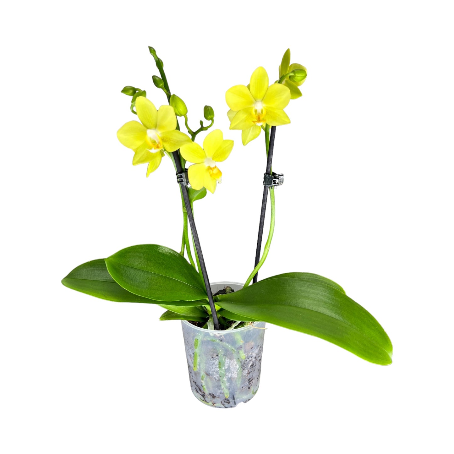 Phalaenopsis 9cm Twin Stem Yellow