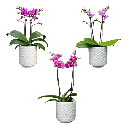 Phalaenopsis 9cm Twin Stem Purple in Oxford Ceramic