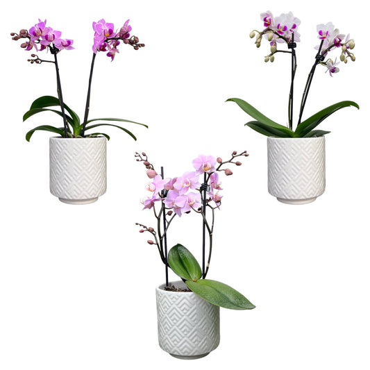 Phalaenopsis 9cm Twin Stem Pink in Oxford Ceramic