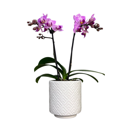 Twin Stem 9cm Orchid in Ceramic Pink - Orchid The Horti House