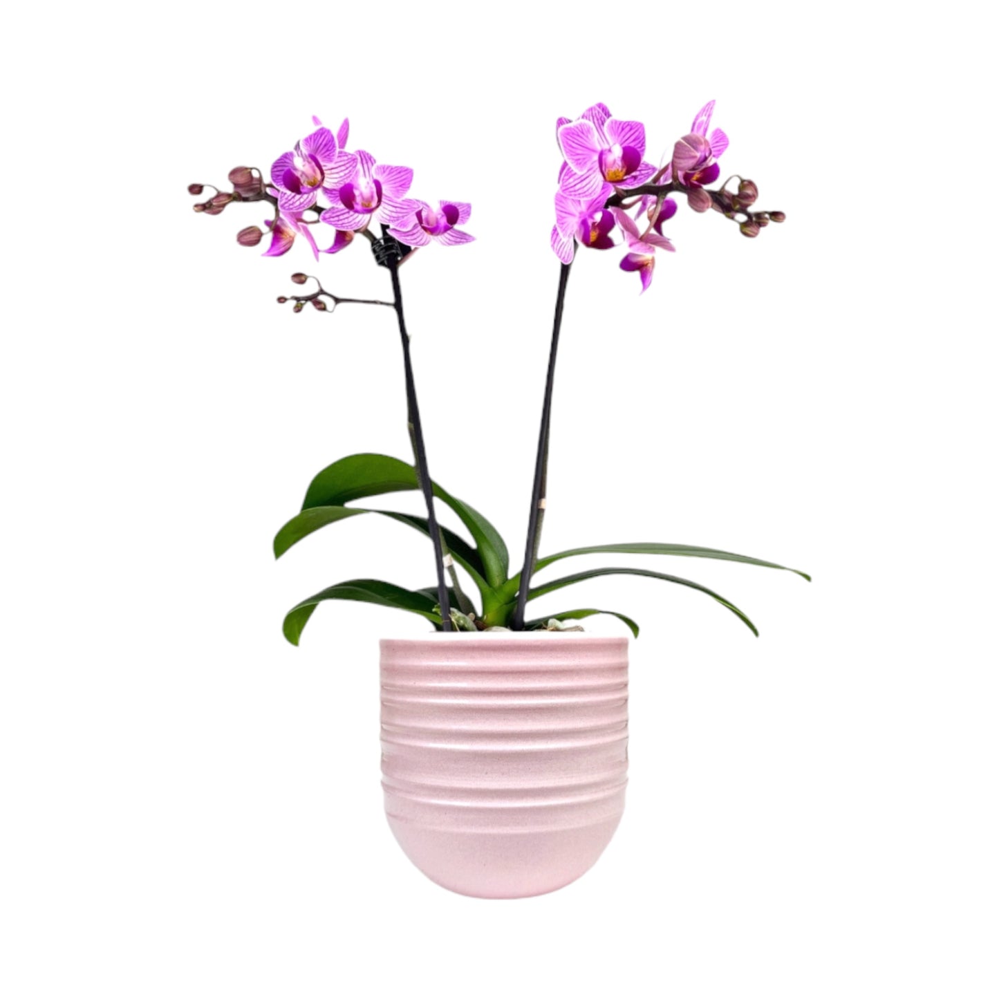Phalaenopsis 9cm Twin Stem Pink in Hampshire Ceramic