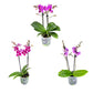 Phalaenopsis 9cm Twin Stem Mixed Colours