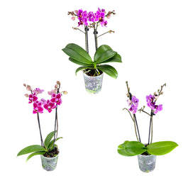 Phalaenopsis 9cm Twin Stem Purple