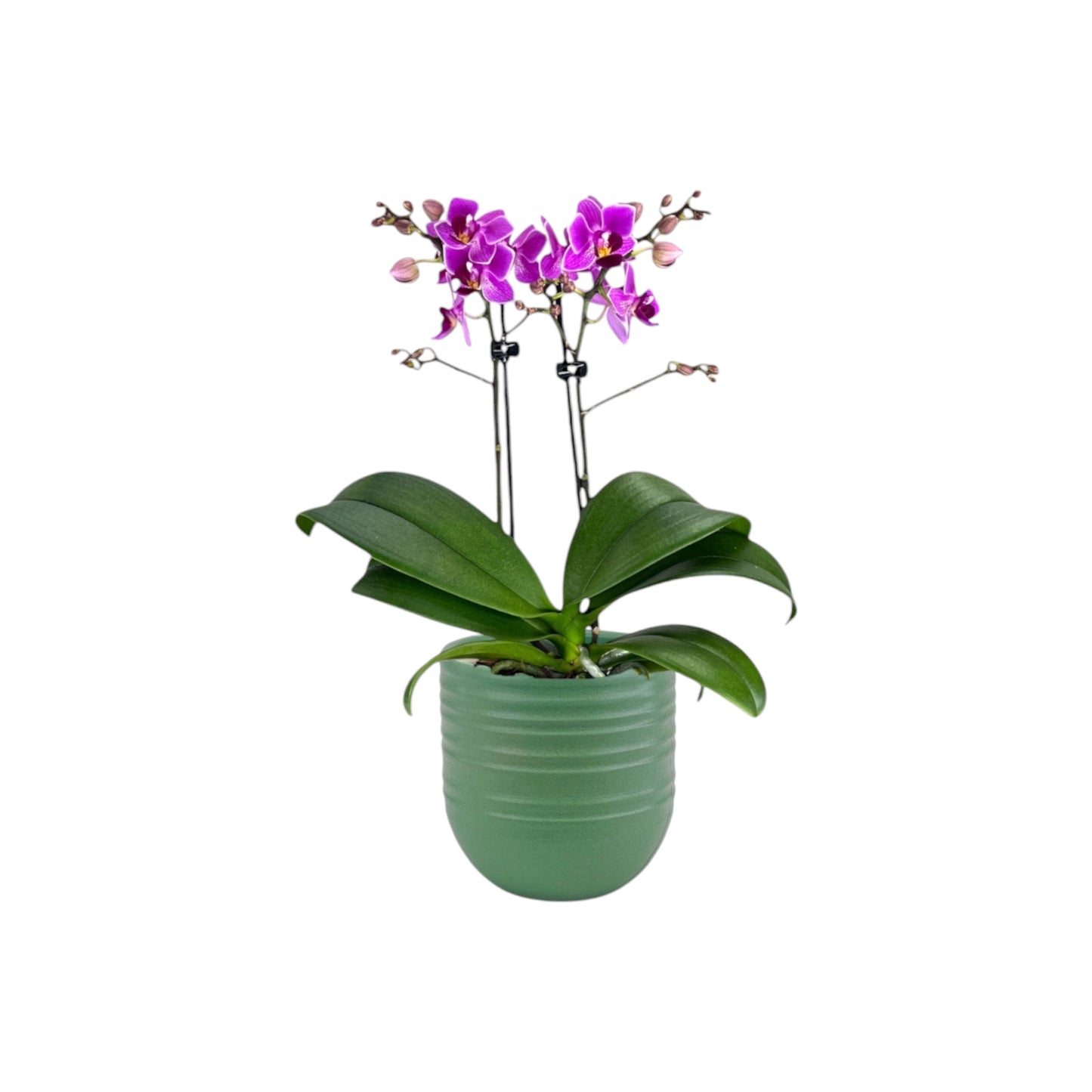 Phalaenopsis 9cm Twin Stem Purple in Hampshire Ceramic