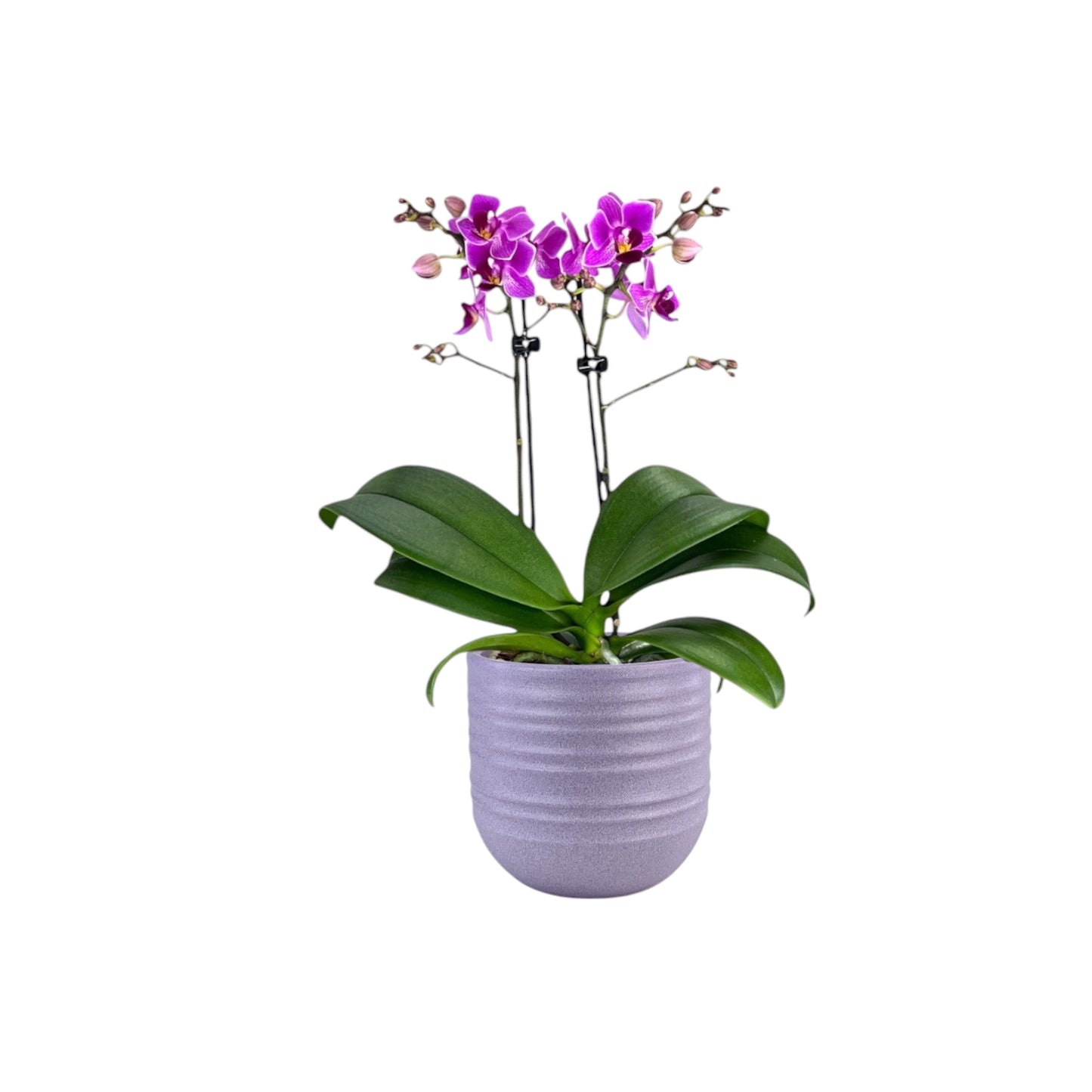 Phalaenopsis 9cm Twin Stem Purple in Hampshire Ceramic