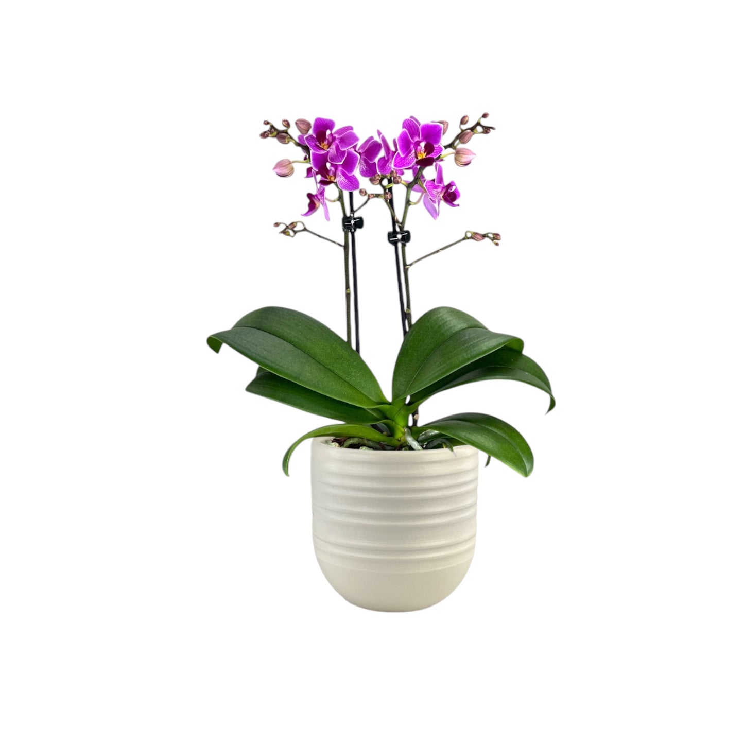 Phalaenopsis 9cm Twin Stem Mixed in Hampshire Ceramic