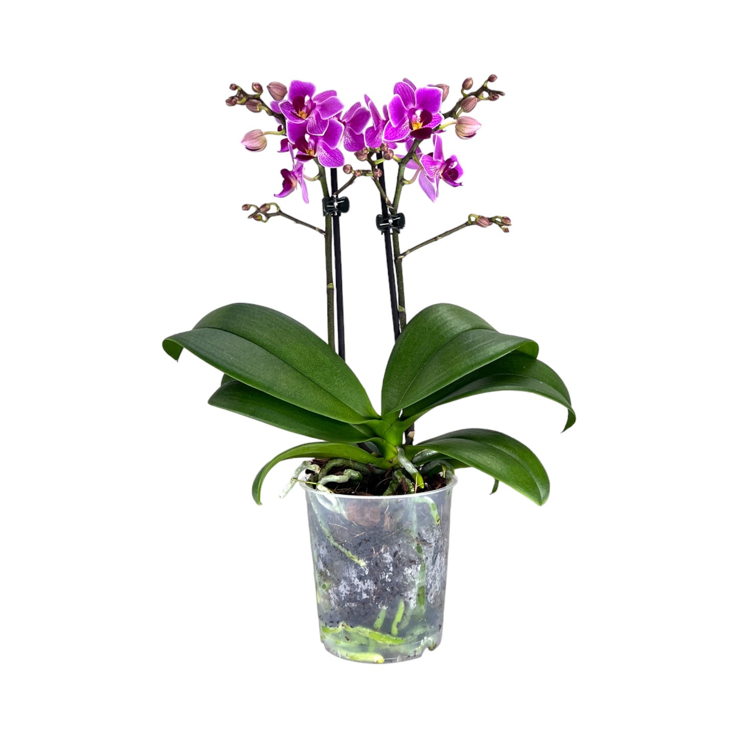 Phalaenopsis 9cm Twin Stem Purple