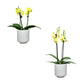 Phalaenopsis 9cm Twin Stem Yellow in Oxford Ceramic