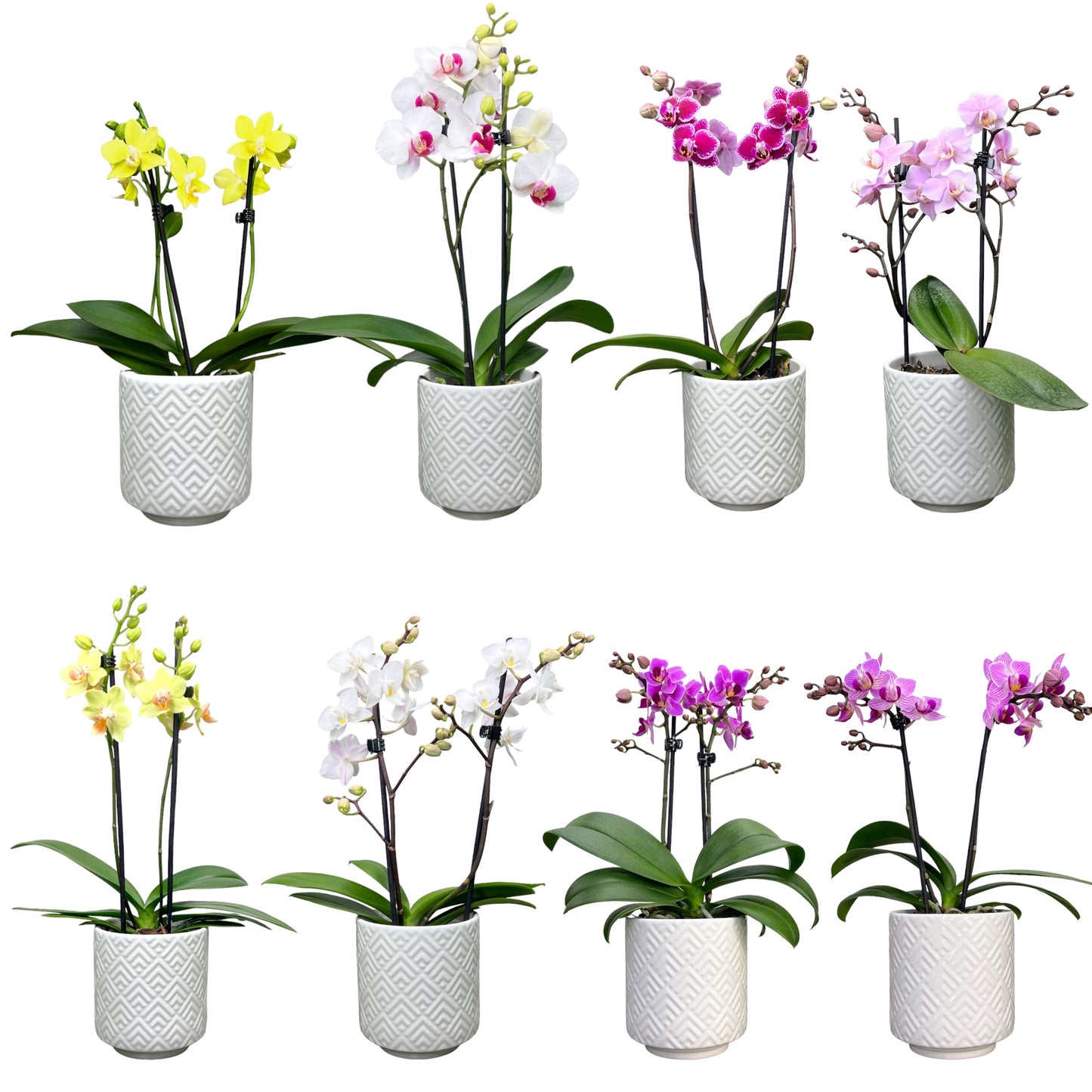 Phalaenopsis 9cm Twin Stem Mixed Colours in Oxford Ceramic