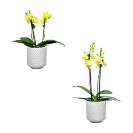 Phalaenopsis 9cm Twin Stem Yellow in Oxford Ceramic