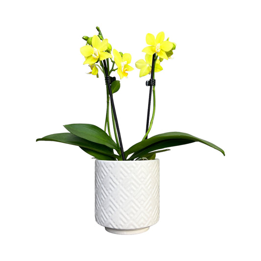 Twin Stem 9cm Orchid in Ceramic Yellow/Orange - Orchid The Horti House