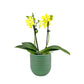 Phalaenopsis 9cm Twin Stem Yellow in Hampshire Ceramic