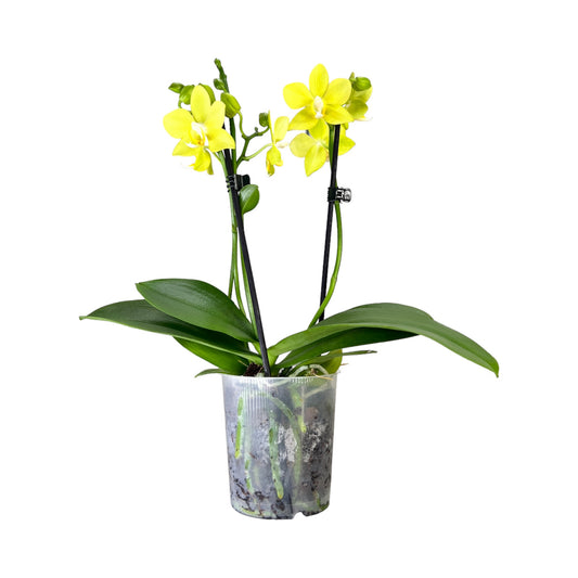 Phalaenopsis 9cm Twin Stem Yellow