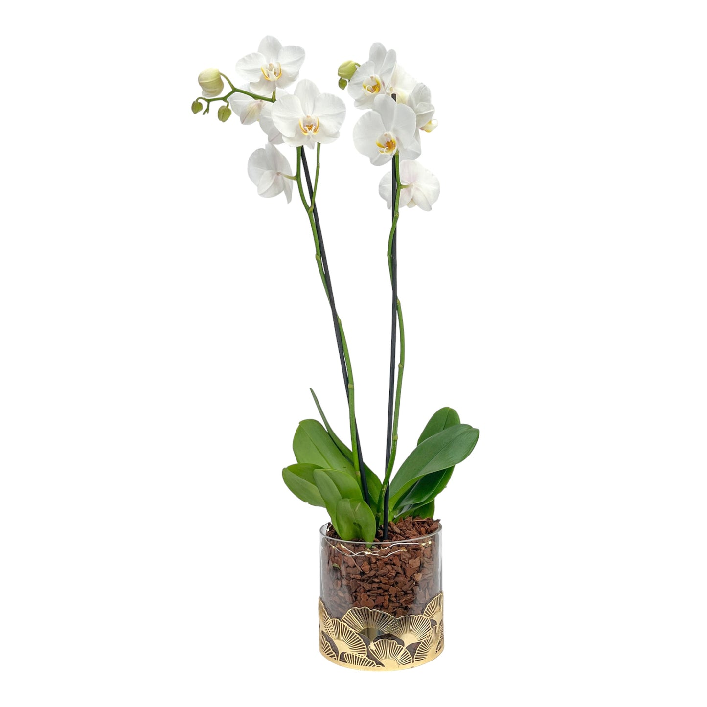 Phalaenopsis 12cm White In festive glass with lights