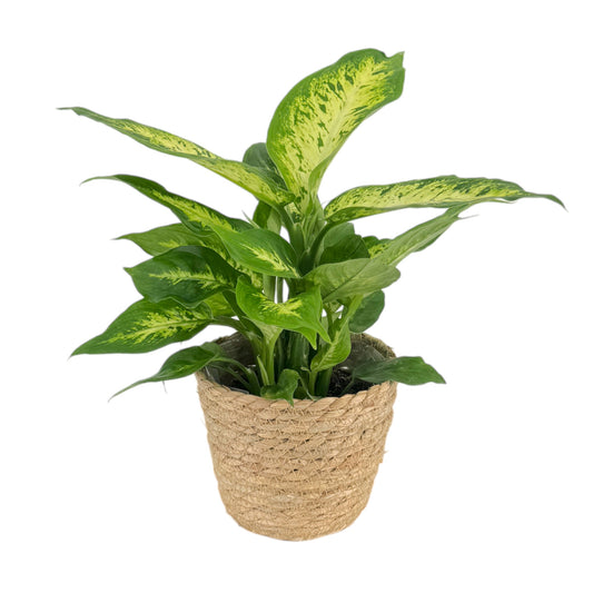 Dieffenbachia 12cm  Compacta In Basket