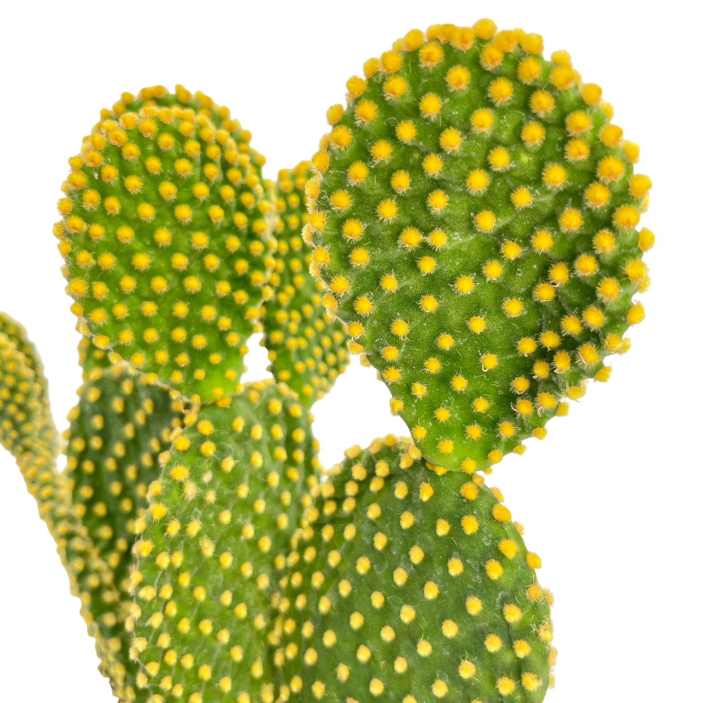 Cacti 17cm Opuntia