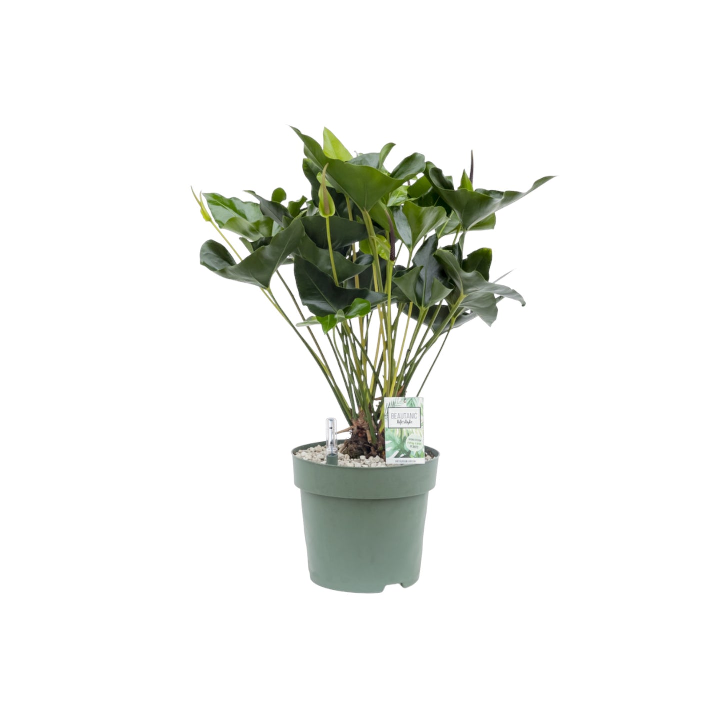 XL Hydro Plants Trolley Deal - XL Hydro Plants The Horti House