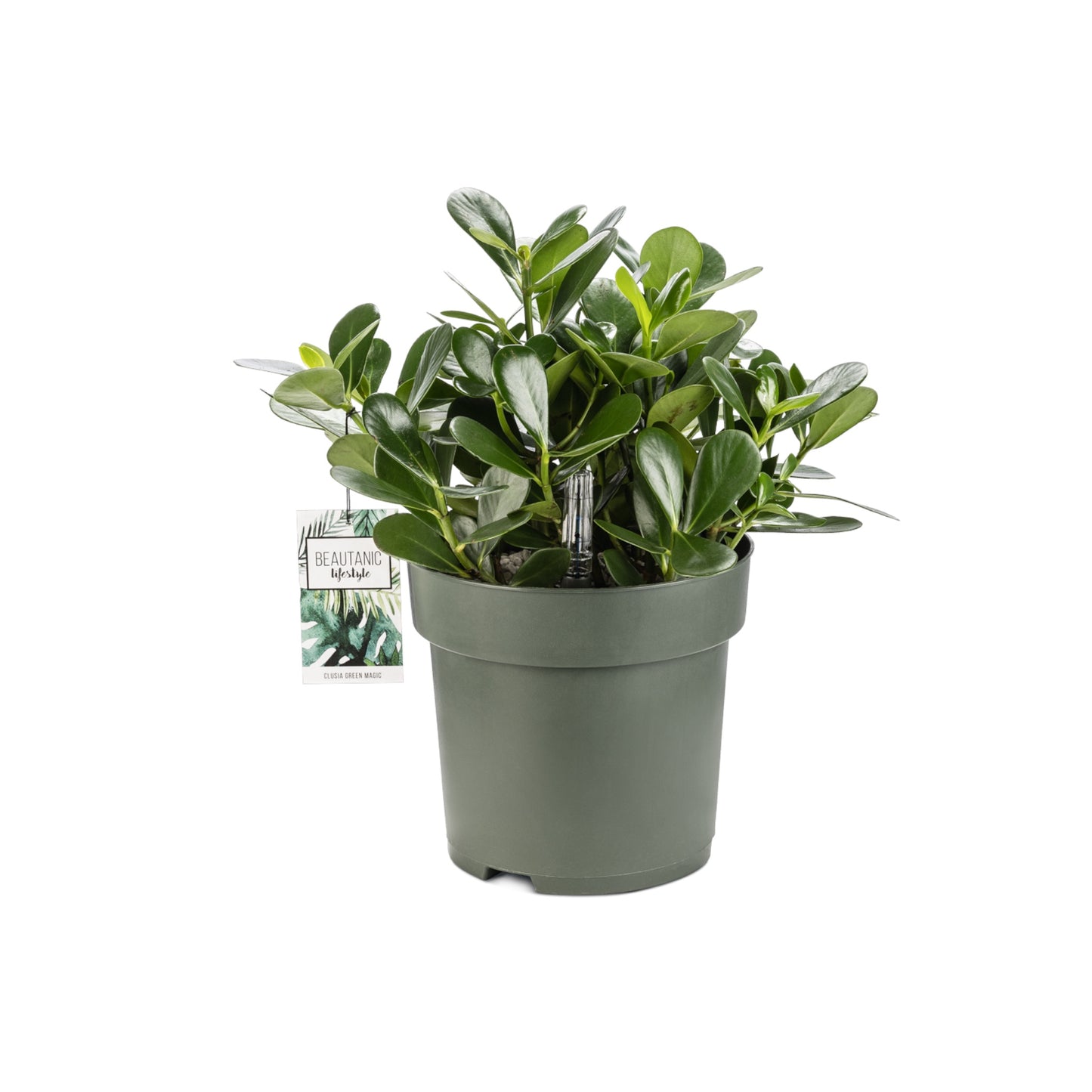 XL Hydro Plants Trolley Deal - XL Hydro Plants The Horti House