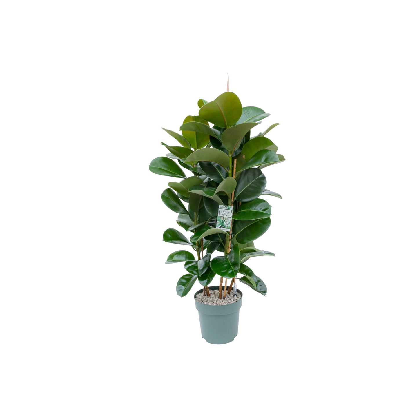 XL Hydro Plants Trolley Deal - XL Hydro Plants The Horti House