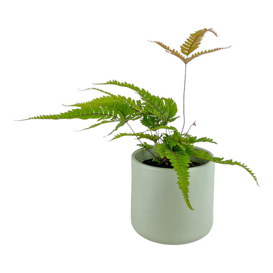 Fern 12cm Pteris Tricolour in Cambridge Ceramic