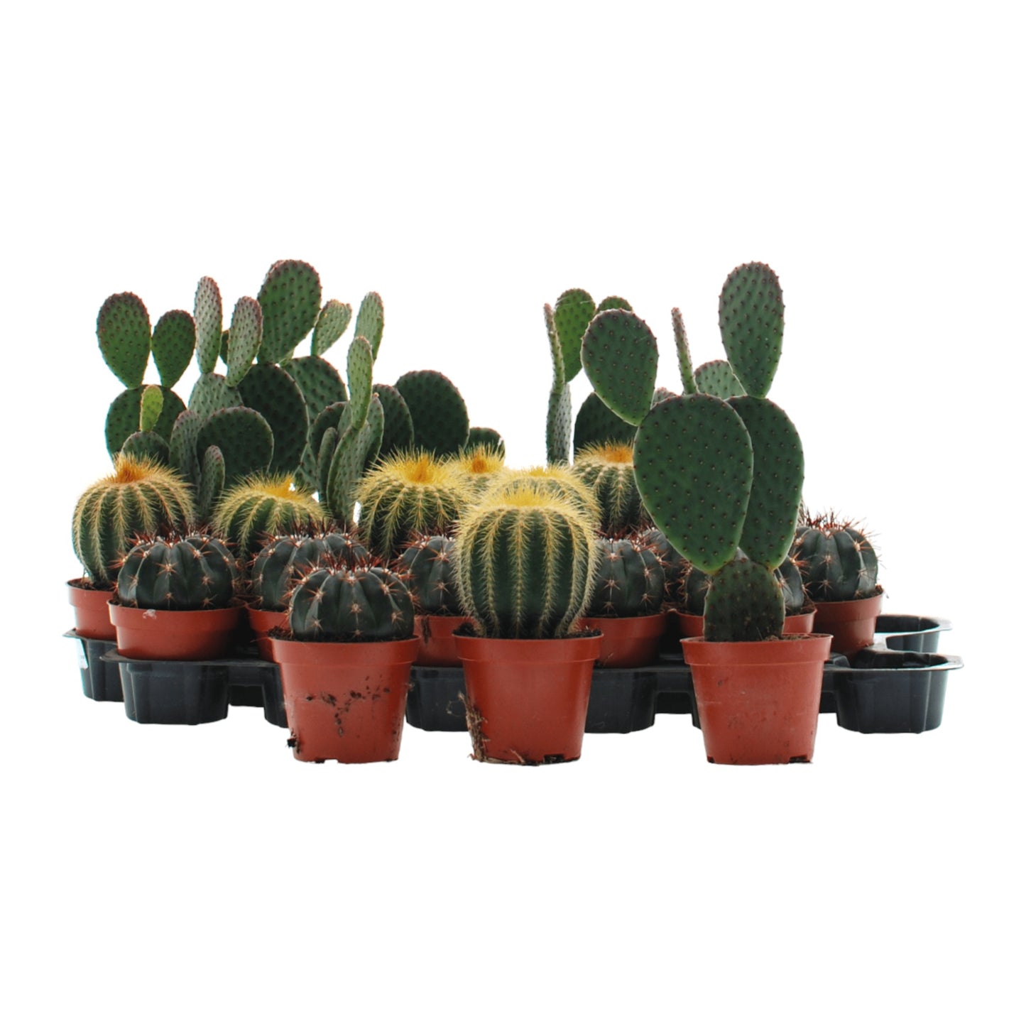 Cacti 8.5cm Mix - Horti House - Houseplant Wholesale